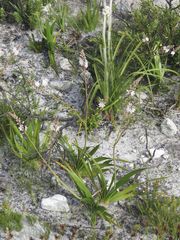Trachyandra hirsutiflora
