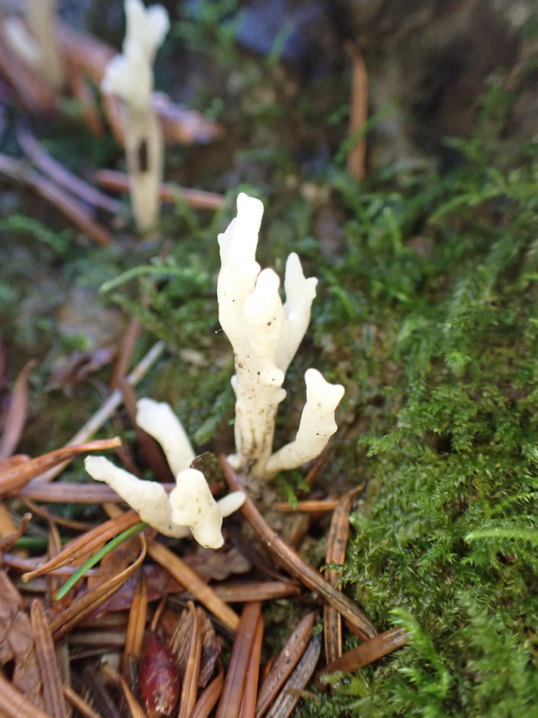Clavulina rugosa · January 2026 · photo: © birdzilla (iNaturalist, cc-by-sa)