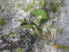 Mairia coriacea