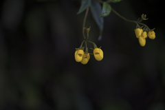 Calceolaria pedunculata