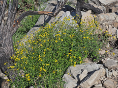 Cineraria alchemilloides
