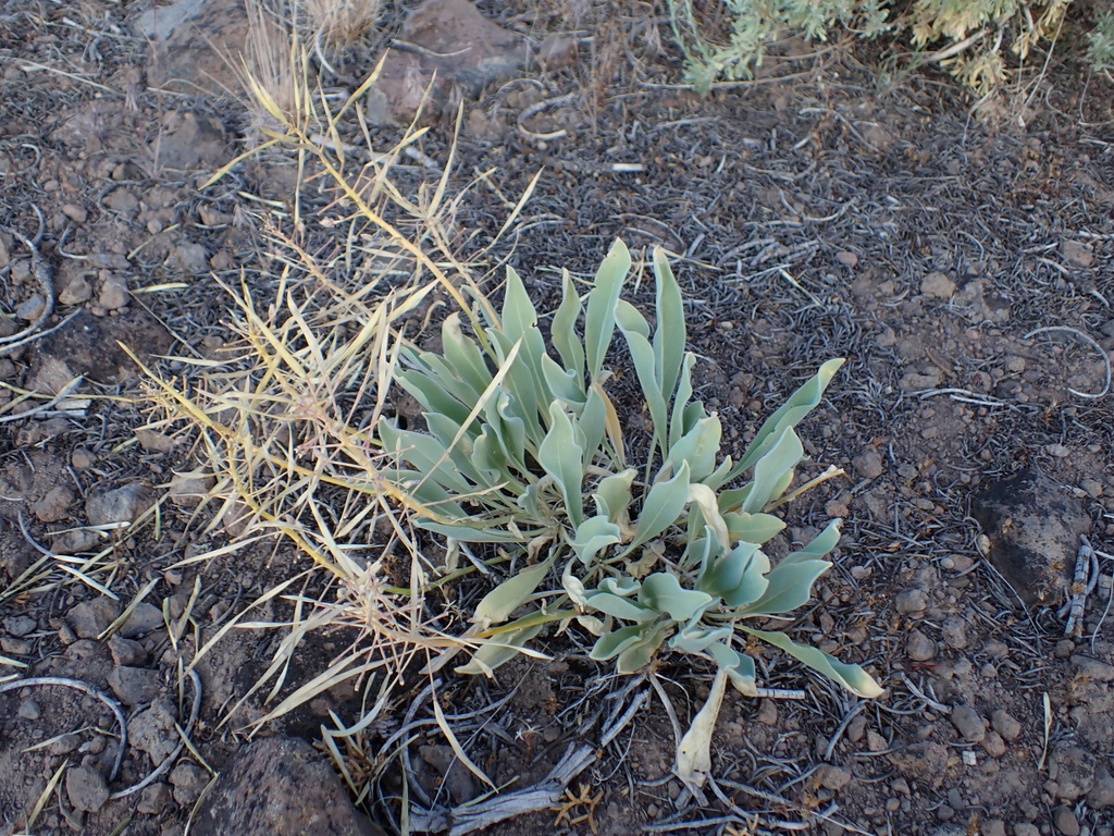 daggerpod from Mono County, CA, USA on June 17, 2025 at 06:55 PM by ...