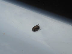 Crocistethus waltlianus