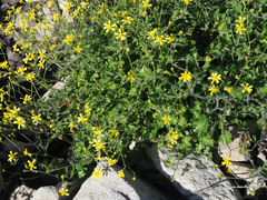 Cineraria alchemilloides