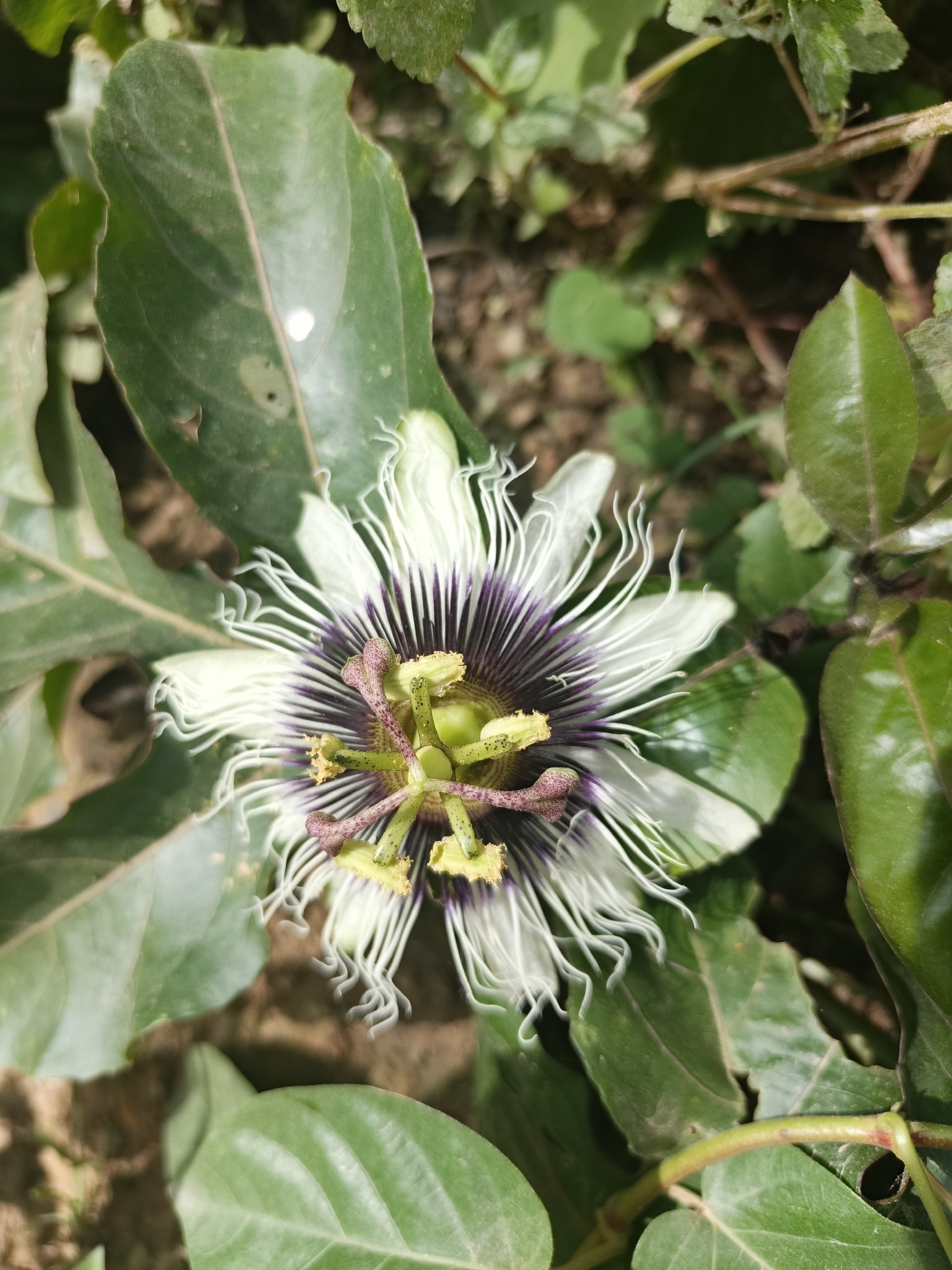 Foto de Passiflora edulis Sims
