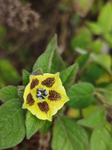 Physalis coztomatl