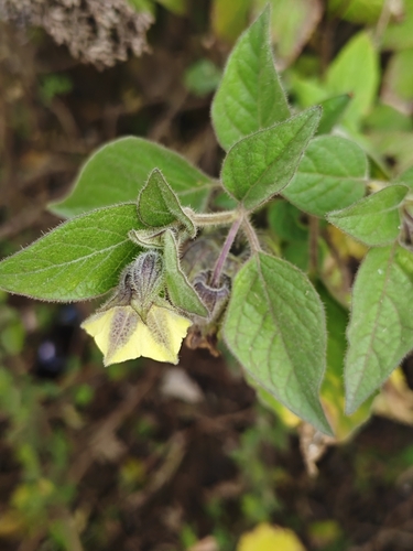 Physalis coztomatl, photograph 2