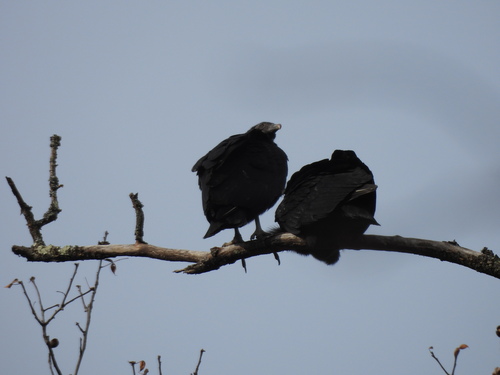 Black Vulture