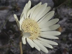 Gerbera tomentosa