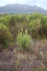 Leucadendron floridum