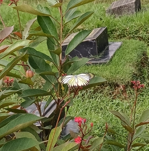 Delias hyparete