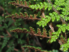 Cheilanthes induta