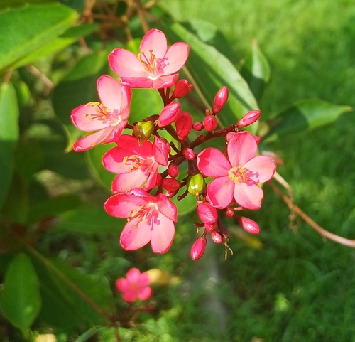 Jatropha integerrima