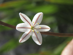 Trachyandra hirsutiflora