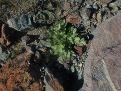author not stated, no rights reserved Delphinium uliginosum, photograph author not stated, no rights reserved