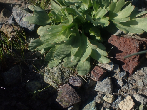 Delphinium uliginosum, photograph 6
