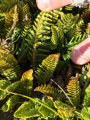 Polystichum andinum, photograph (c) Cody Hinchliff, some rights reserved (CC BY)