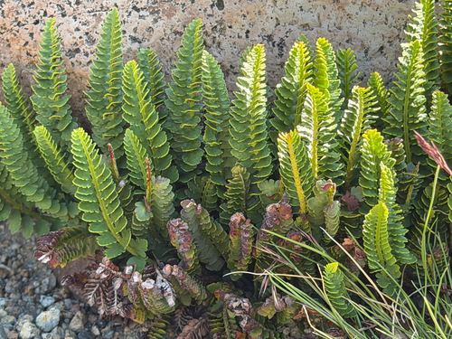 Polystichum andinum, photograph 5