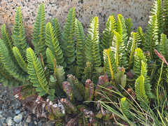 Polystichum andinum, photograph (c) Cody Hinchliff, some rights reserved (CC BY)