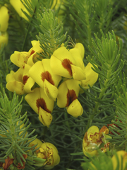 Cyclopia genistoides