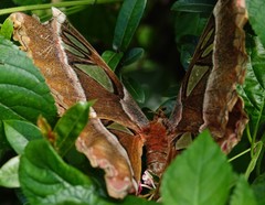 Attacus caesar