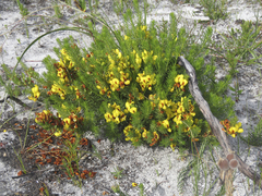 Cyclopia genistoides