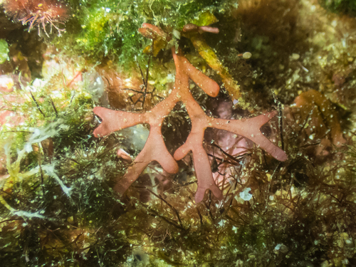 Dichotomaria marginata observed 2025-05-20