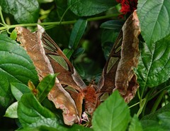 Attacus caesar