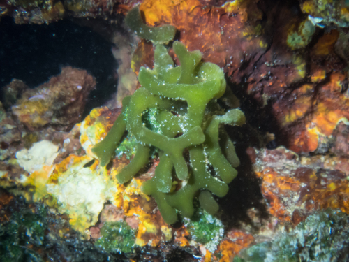 Codium edule
