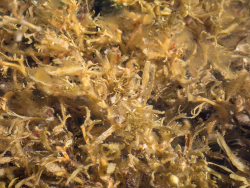 Sargassum aquifolium observed 2025-05-20