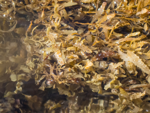Sargassum echinocarpum observed 2025-05-20