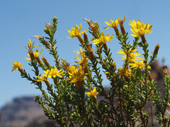 Oedera corymbosa
