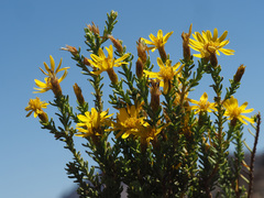 Oedera corymbosa
