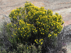 Oedera corymbosa