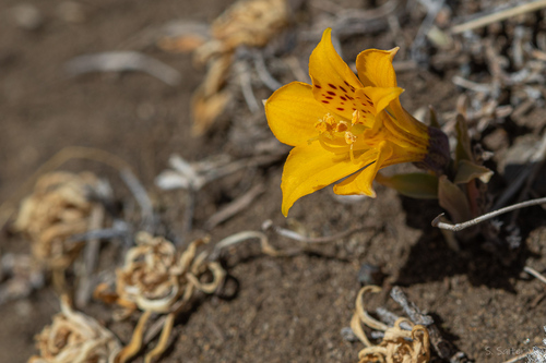 Inca Lily (Alstroemeria patagonica)