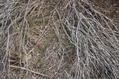 Serruria trilopha