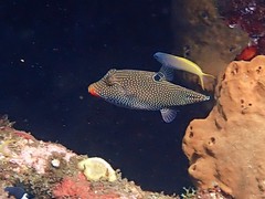 Canthigaster papua