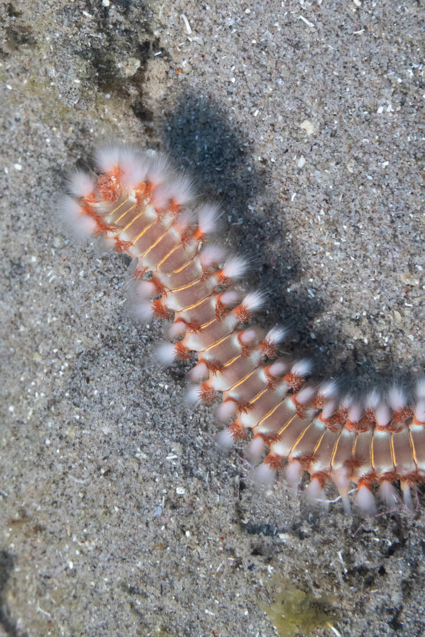 Hermodice carunculata (Pallas, 1766)