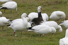 Anser caerulescens × rossii