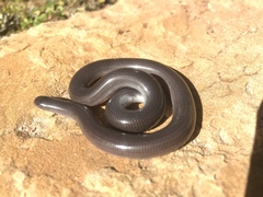Anilios bicolor