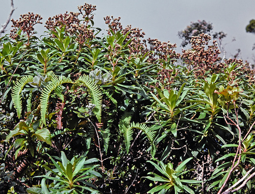 Dubautia paleata observed 2026-01-24