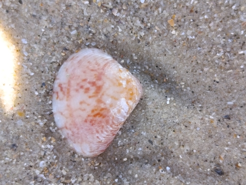 Anomalocardia flexuosa