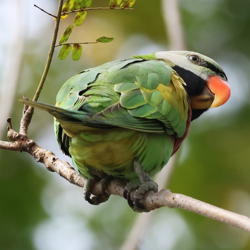 Red-breasted Parakeet (Psittacula alexandri)