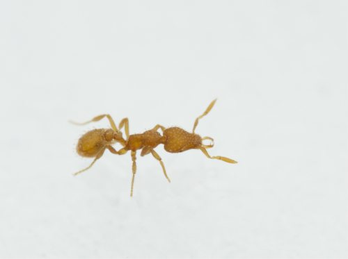 Strumigenys radixStrumigenys radix