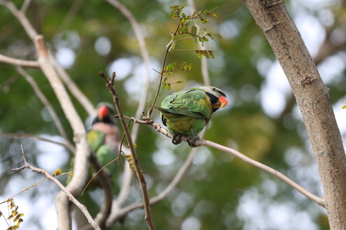 Red-breasted Parakeet (Psittacula alexandri), photo 2