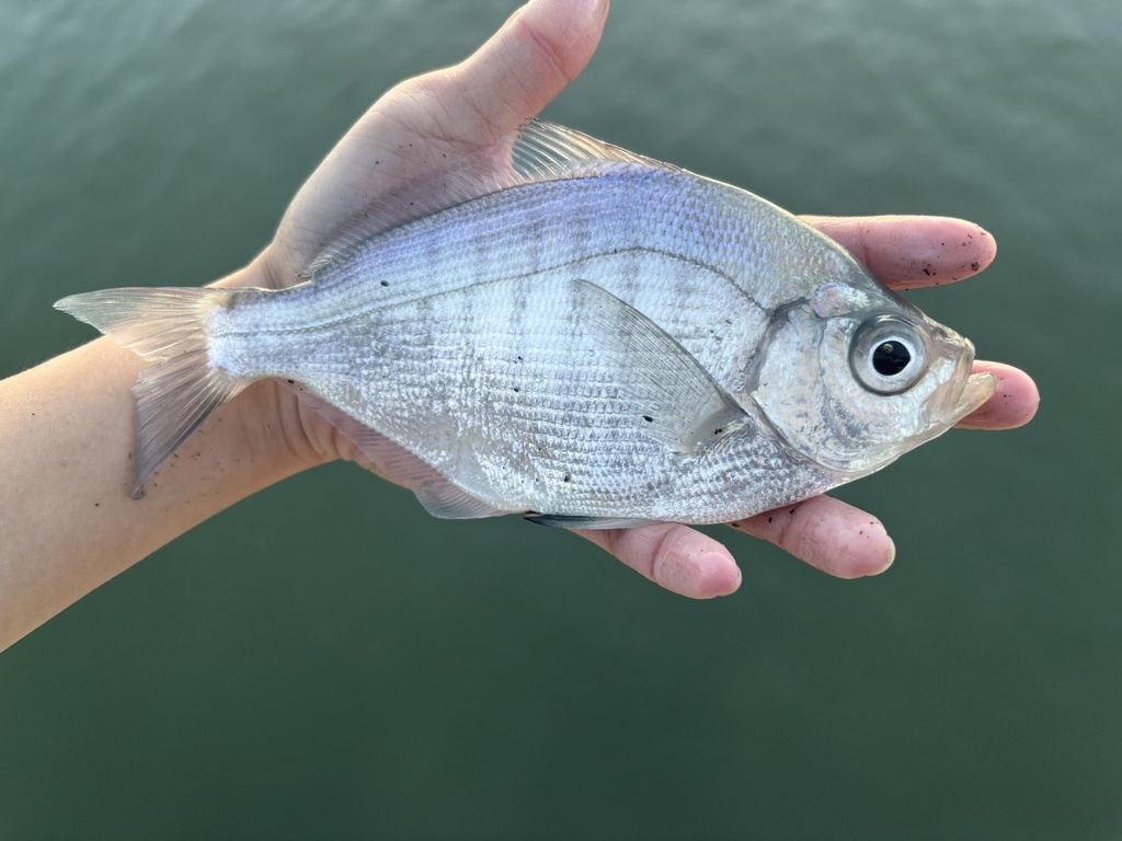 Walleye seaperch (Hyperprosopon argenteum) — Embiotocidae
