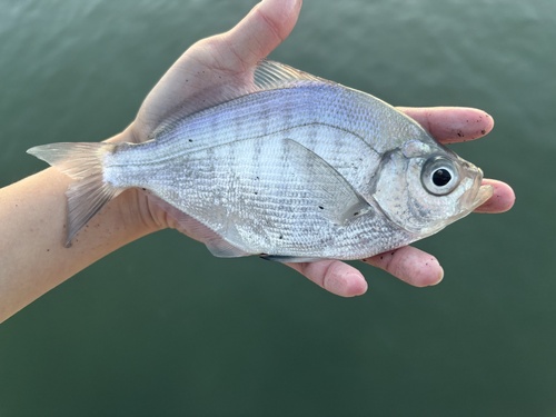 Walleye seaperch (Hyperprosopon argenteum) — Embiotocidae
