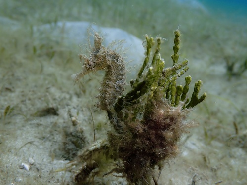 Lined seahorse (Hippocampus erectus) — Syngnathidae — 4