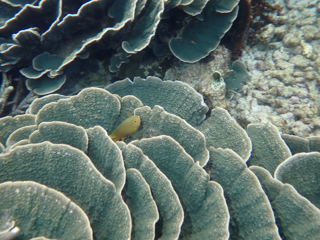 Lemon damsel (Pomacentrus moluccensis)