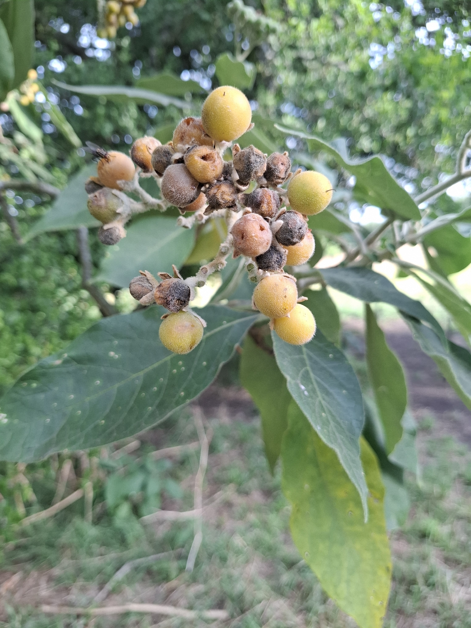 Imagem de Cuvitinga